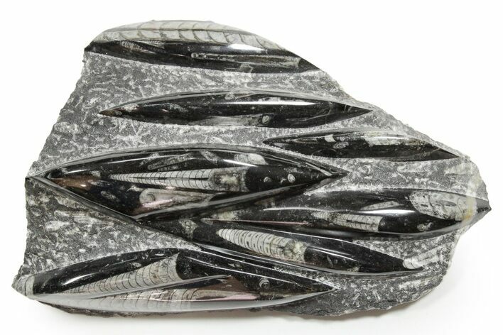 Polished Fossil Orthoceras (Cephalopod) Plate - Morocco #352333